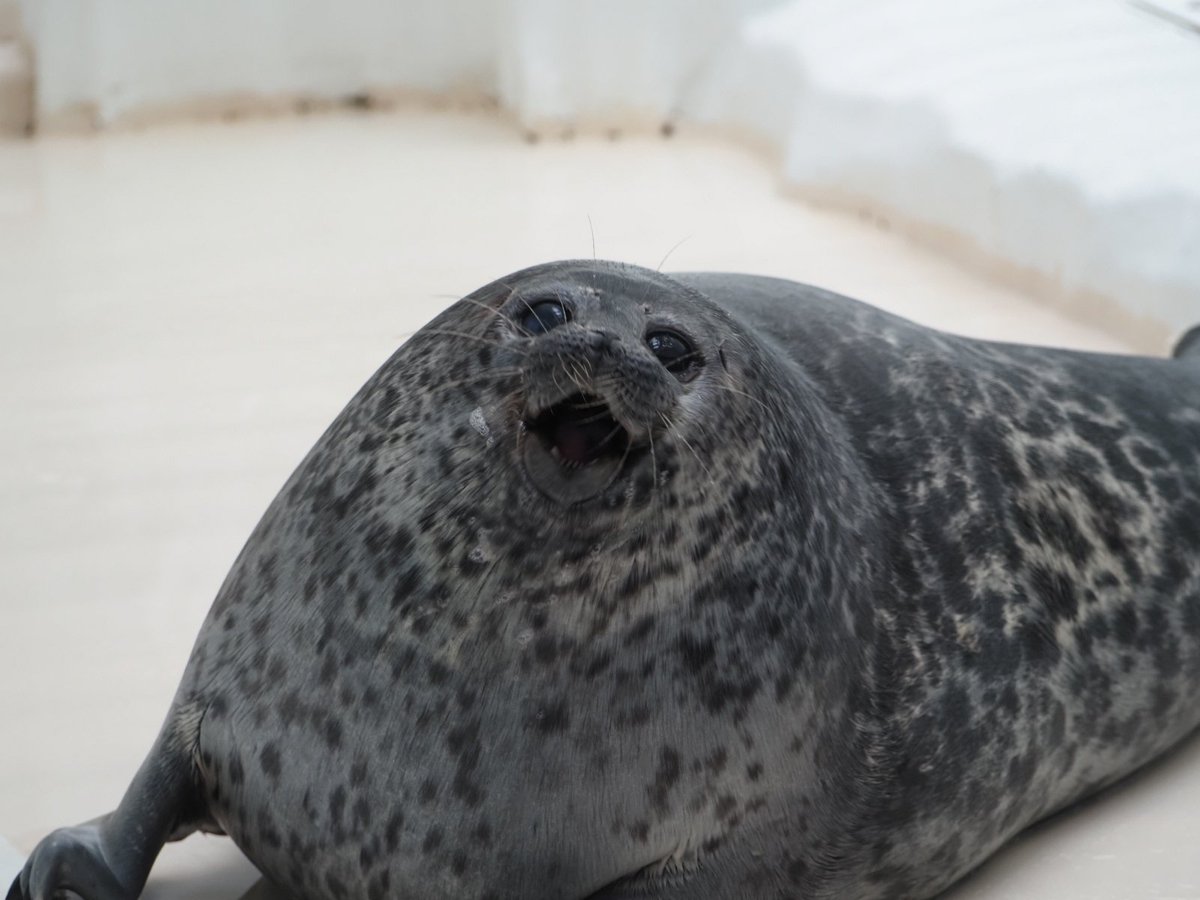 留(どめ) tweet media