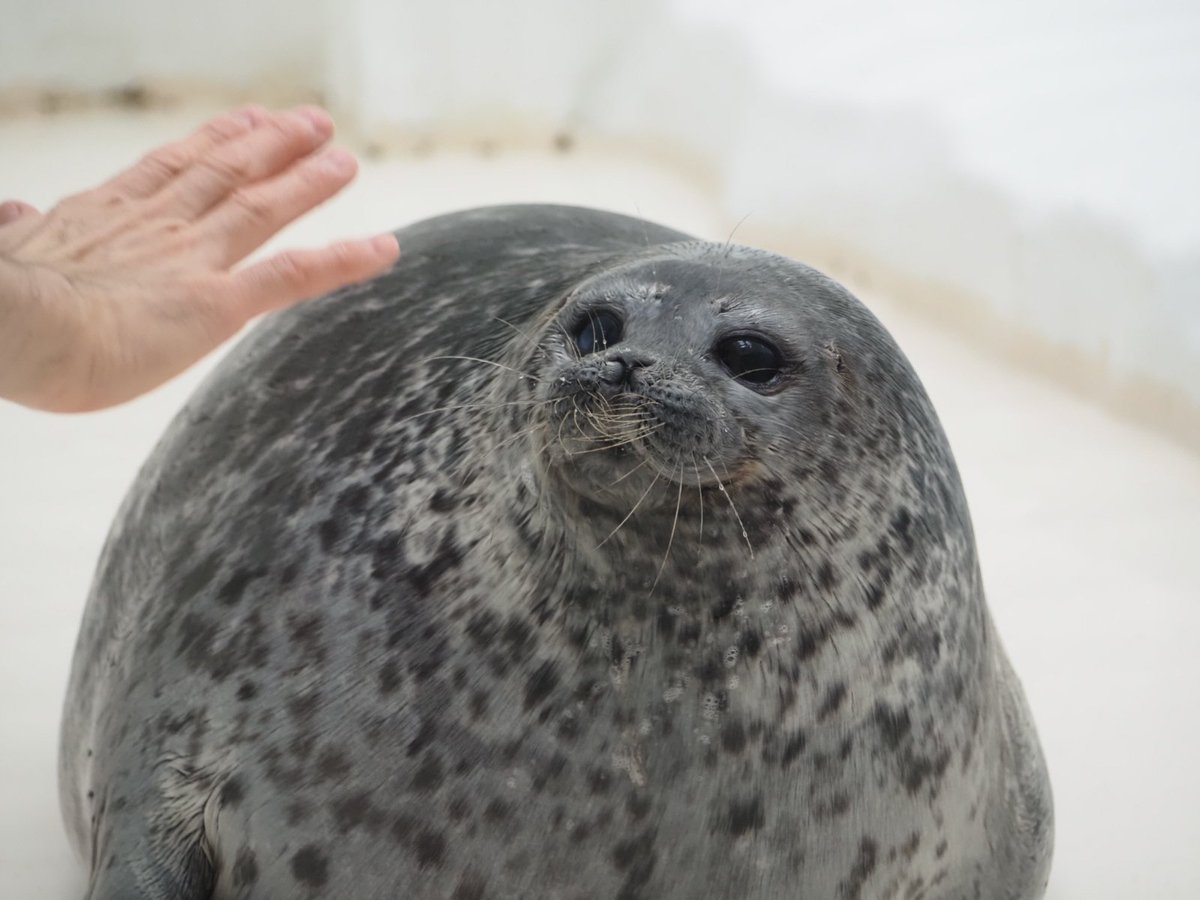 留(どめ) tweet media