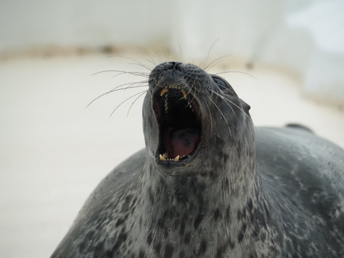 留(どめ) tweet media