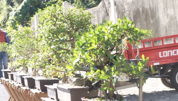 remolacha.net tweet media