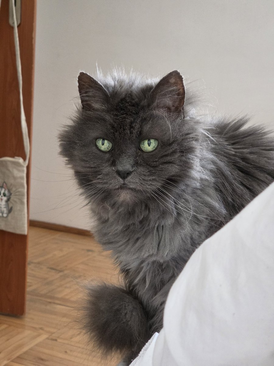 olyapka (Proud Ambassador of Barsik) tweet media