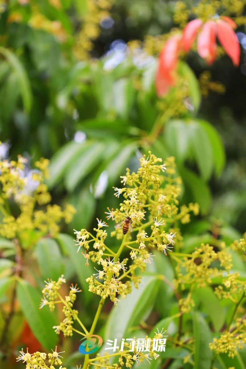 CZhizhuxia's tweet image. The #lychee trees in Doumen, #Zhuhai are in full bloom, a joyful sign of bountiful harvest this summer.