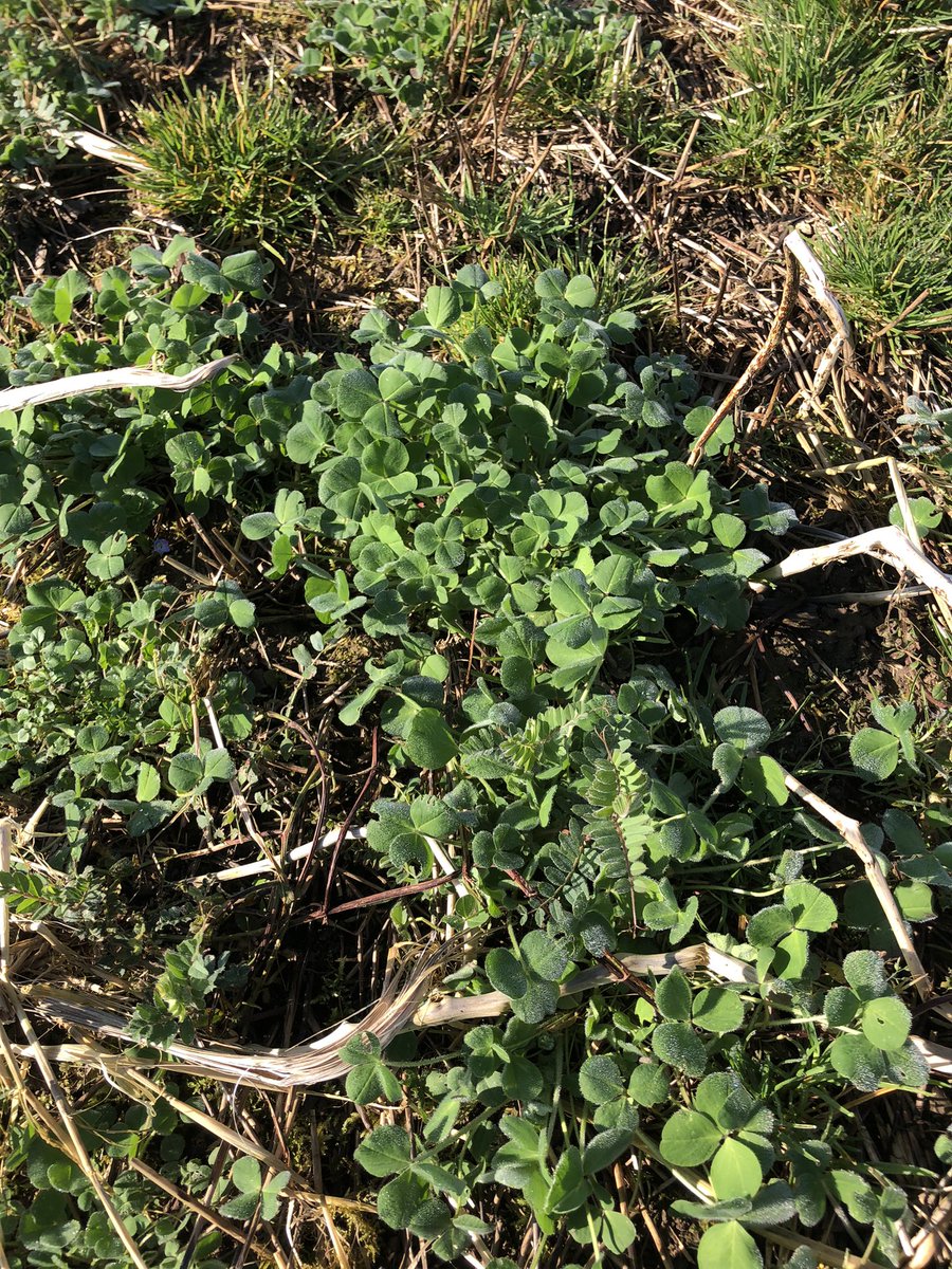 Samuel Deane tweet media