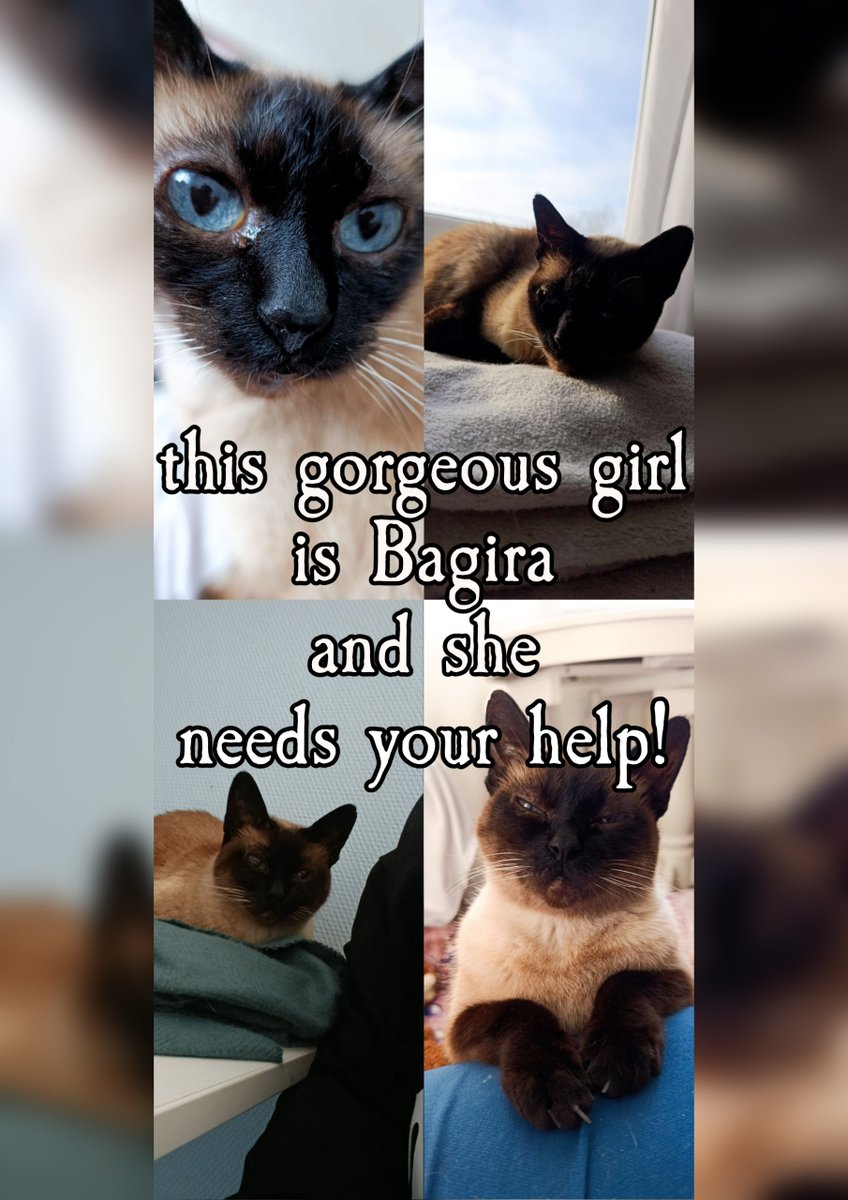 Cyril✦Nihil tweet media