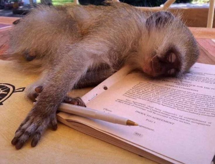 S A M U E L tweet media