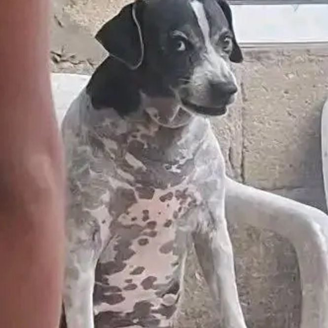 L E S E D I tweet media