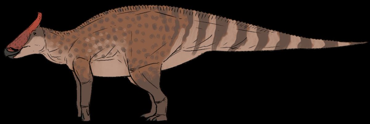 SolanTHM69420's tweet image. Augustynolophus Appreciation Post 
Bro NEEDS to Be Known 
#Dinosaur #Augustynolophus