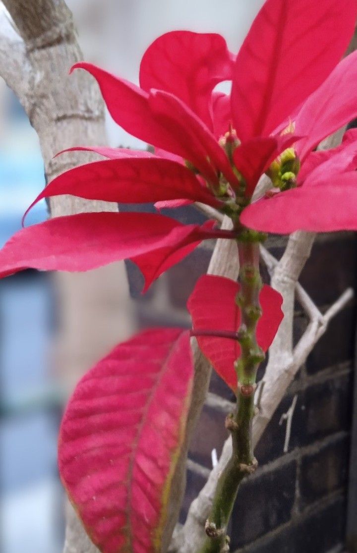 Sarfiyah fiyah tweet media