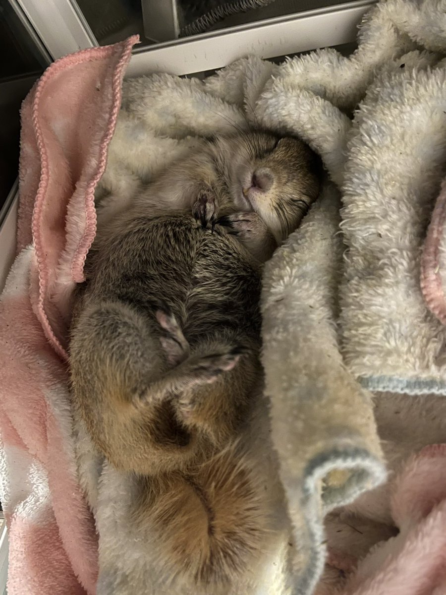 こなつに毎晩あげる乳酸菌サプリをあげようとしたら爆睡してた。ケージの戸を開けても寝てたけど、尻尾はちゃんと気配に気付いてる(笑)