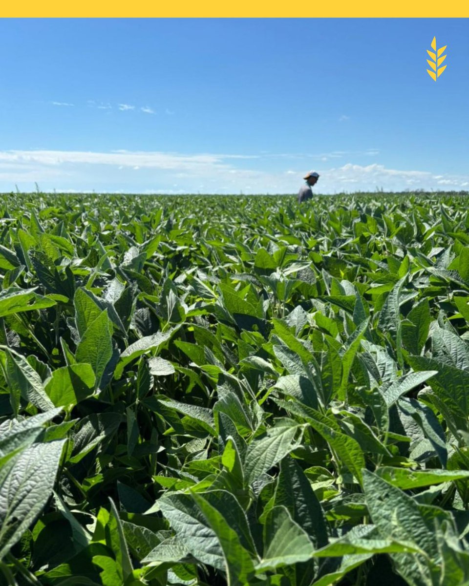 Bolsa de Cereales de Córdoba tweet media