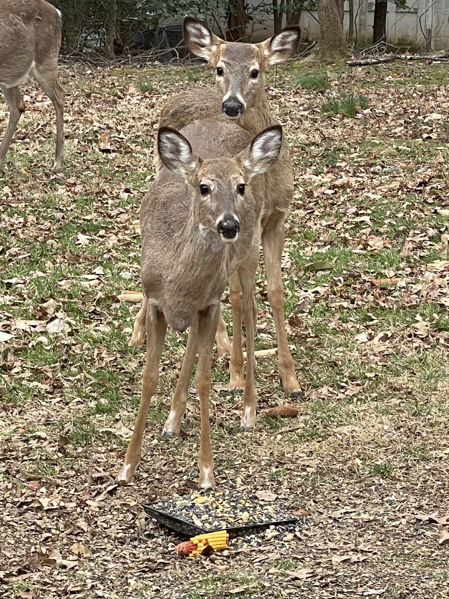 Eileen aka Alien 👽 McLaughlin 🇺🇸🇺🇦 🟦 tweet media