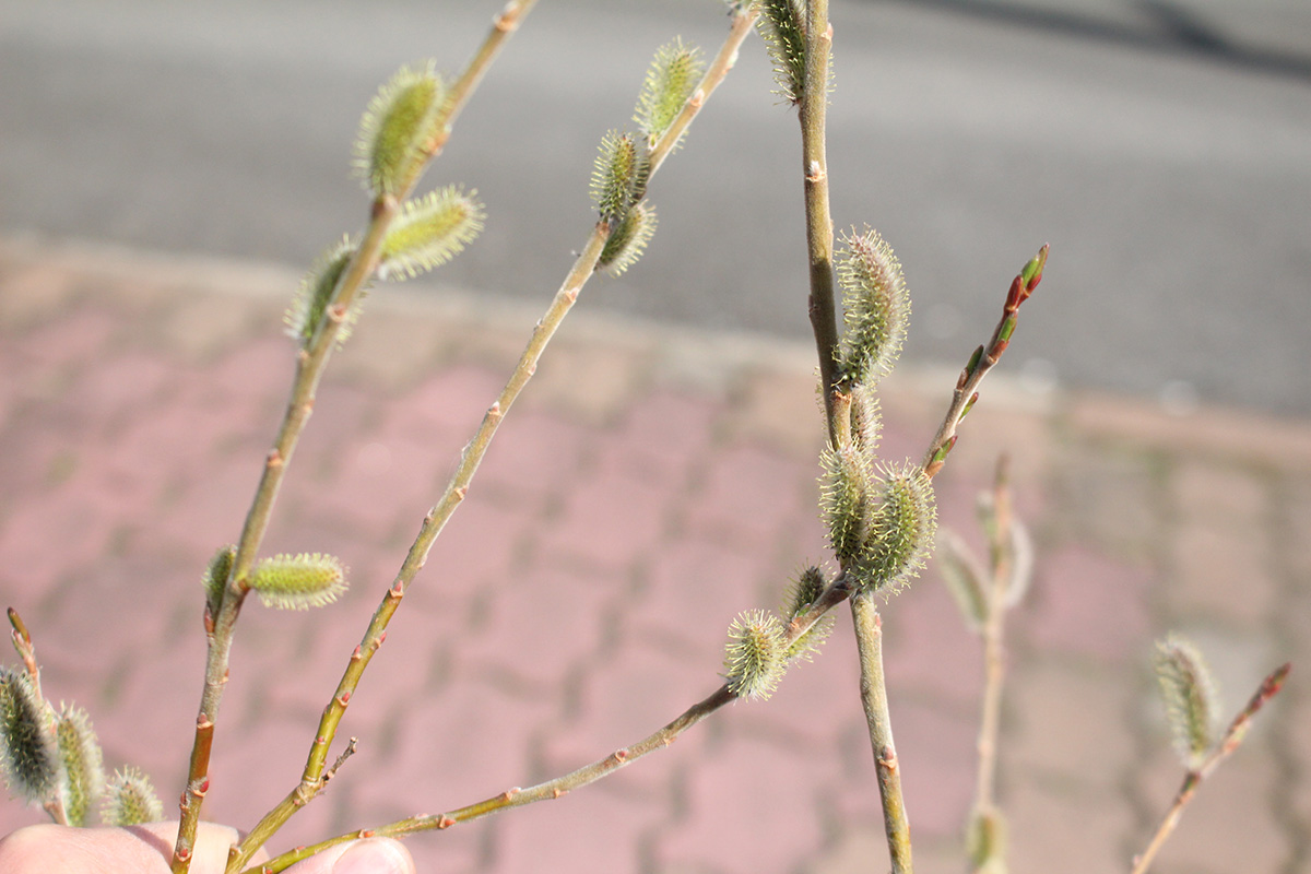 ネコヤナギの花、だんだんキモくなってきた。猫のしっぽみたいなのは、花の最初段階のみだったらしい。