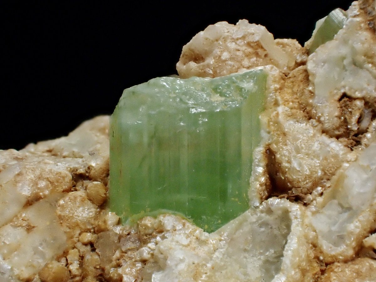 Damaster & Carabus tweet media