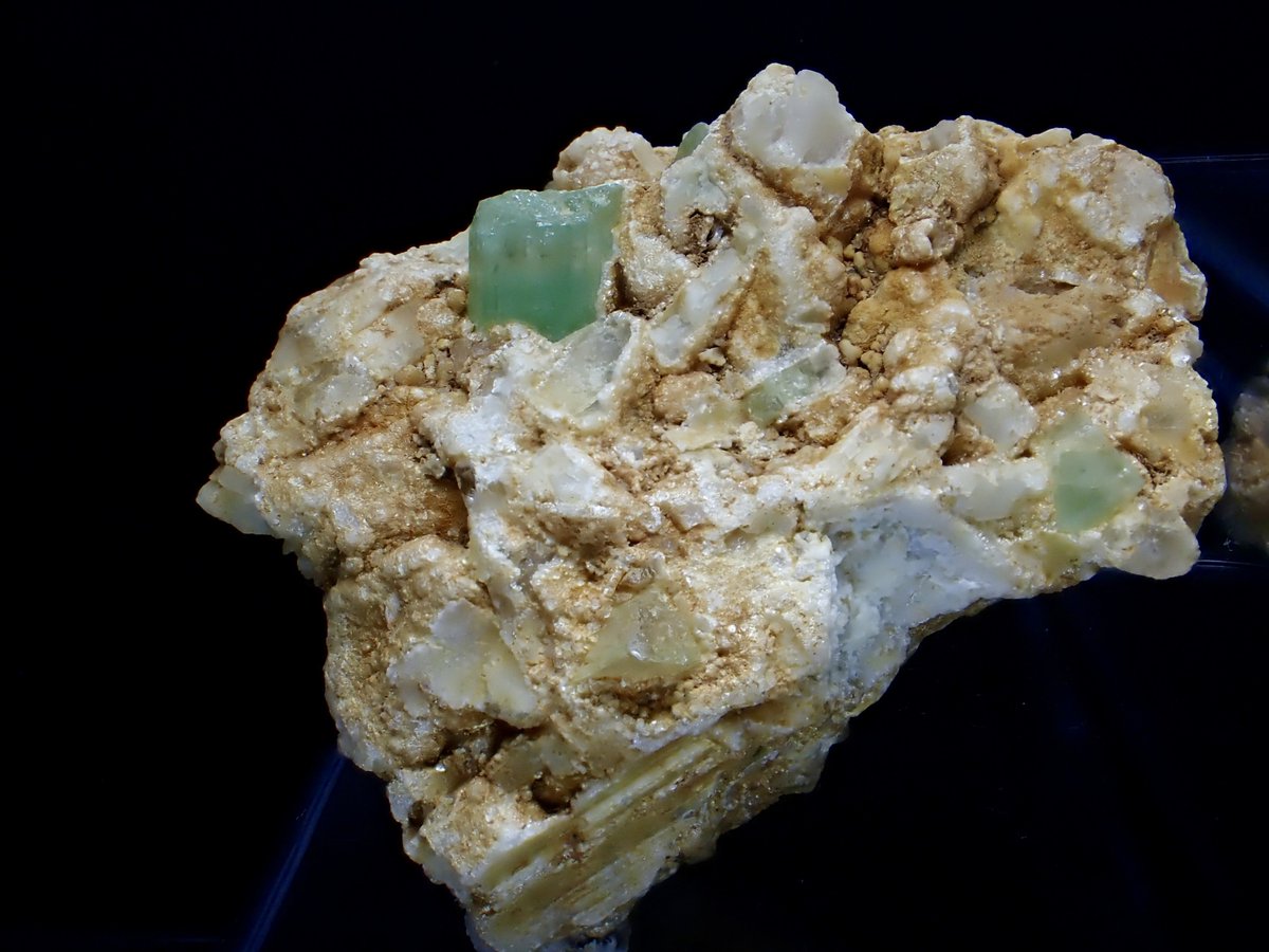 Damaster & Carabus tweet media