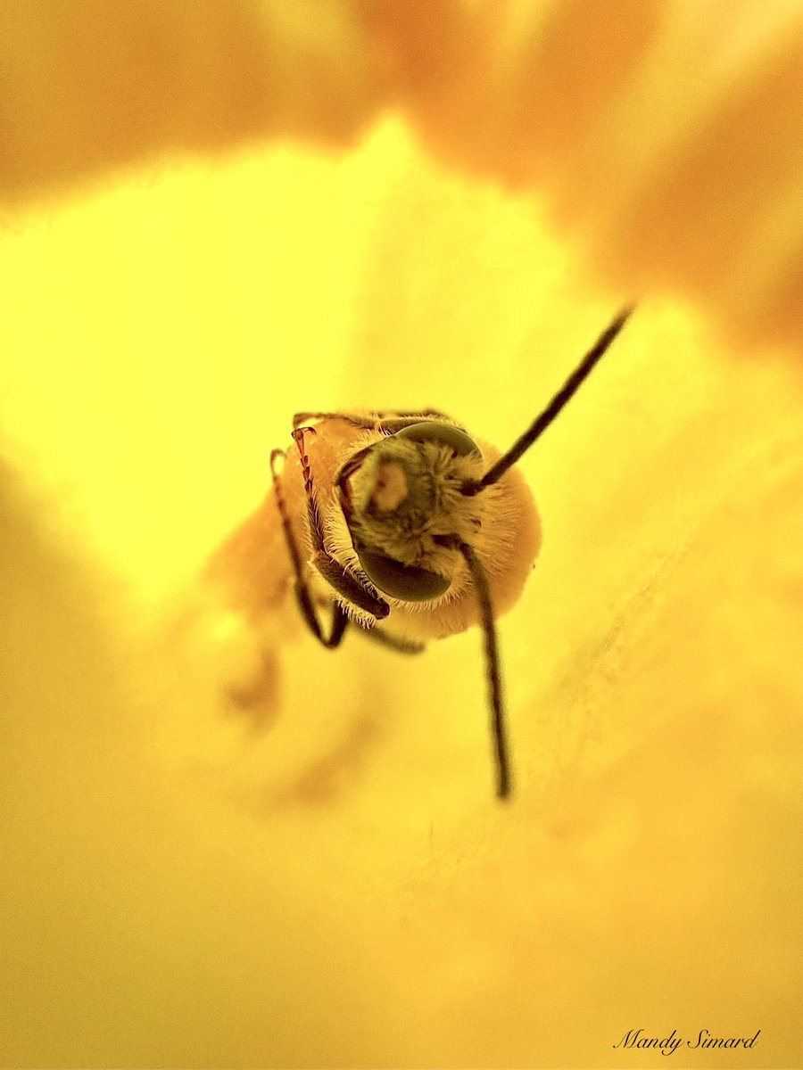 Mandy Simard tweet media