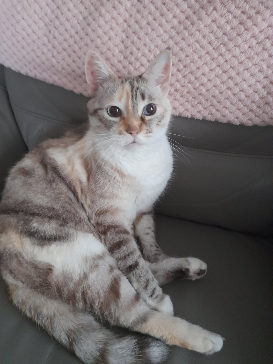 🧚‍♀️Stéphy 🇨🇵 tweet media