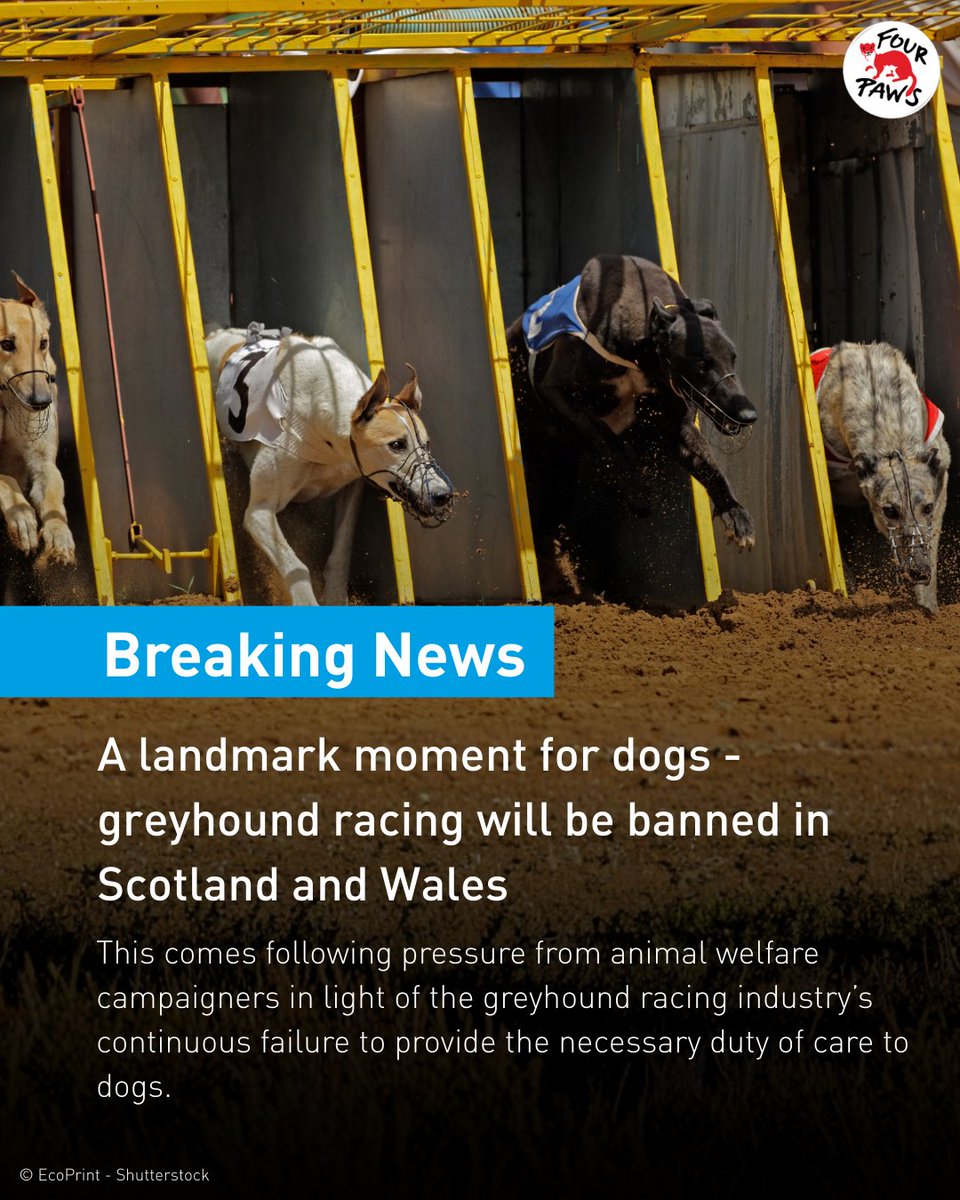 FOUR PAWS UK tweet media