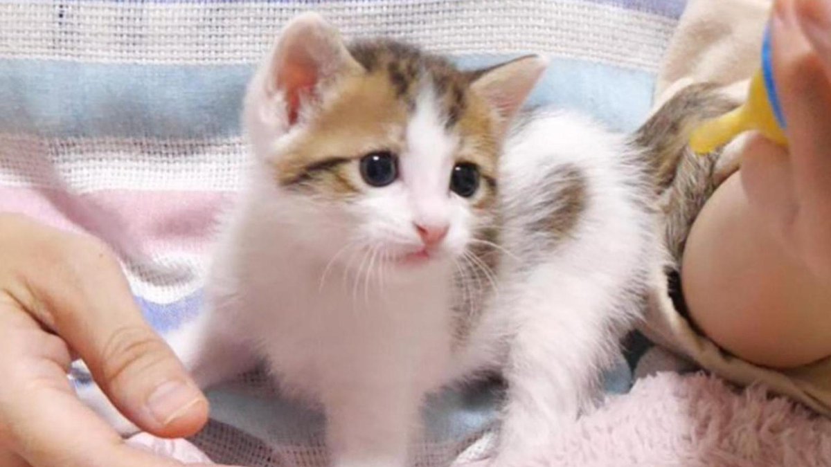 MeowMoeDotCom's tweet photo. 子猫はモキュモキュと不思議な声でミルクをおねだりしました【赤ちゃん猫　保護猫】
 
https://t.co/EhZ70vt2S8
 
#Cat #Gatten #Kitten #Meow #Neko #StrayCat https://t.co/CIjUz6RCwq
