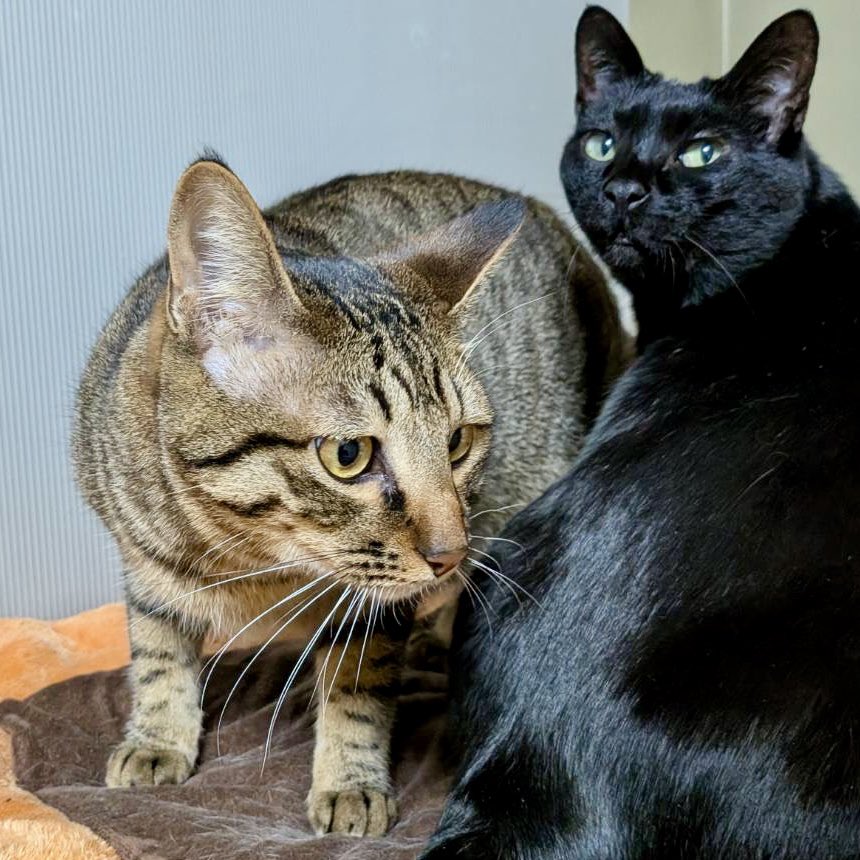 陽だまり猫の会－東京都あきる野市－ tweet media