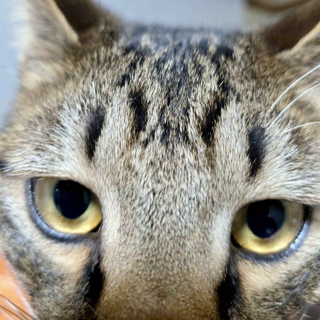 陽だまり猫の会－東京都あきる野市－ tweet media