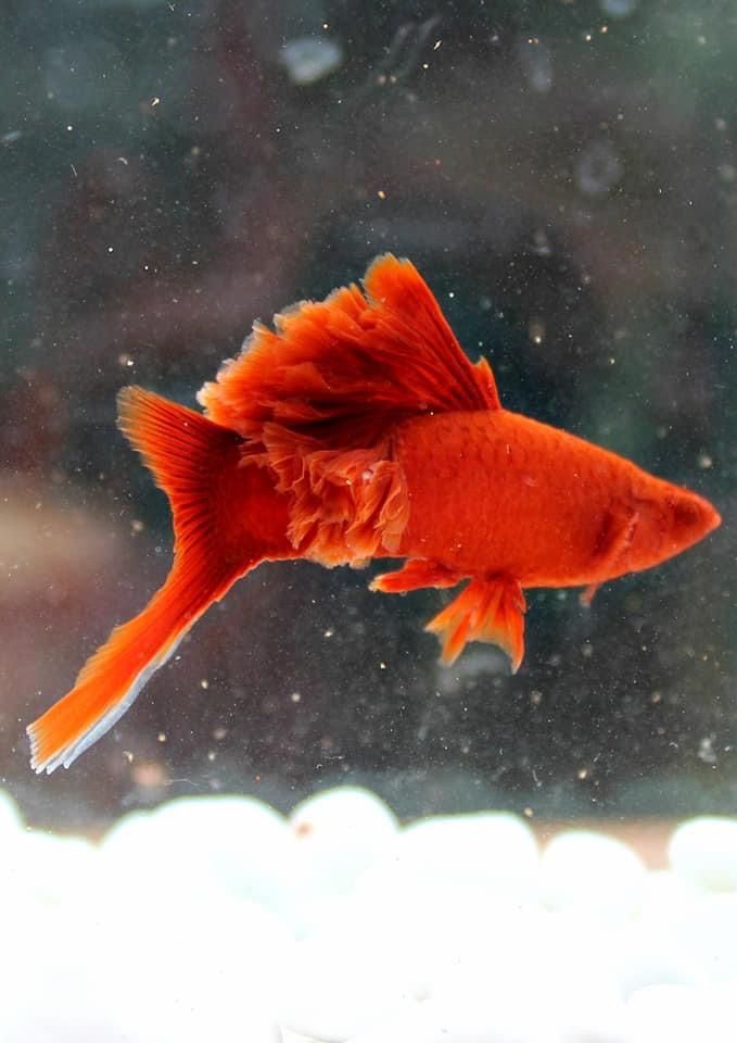 Derek Paterson tweet media