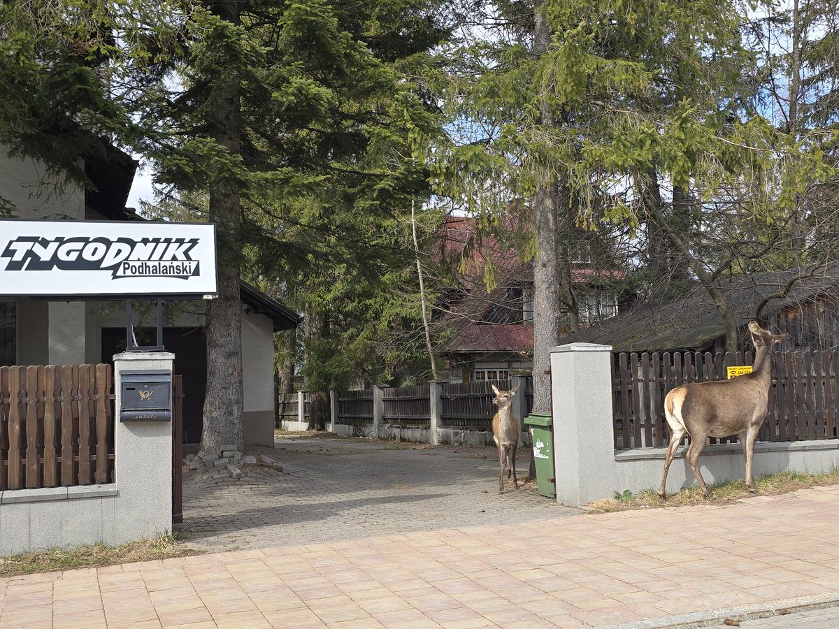 Tygodnik Podhalański tweet media