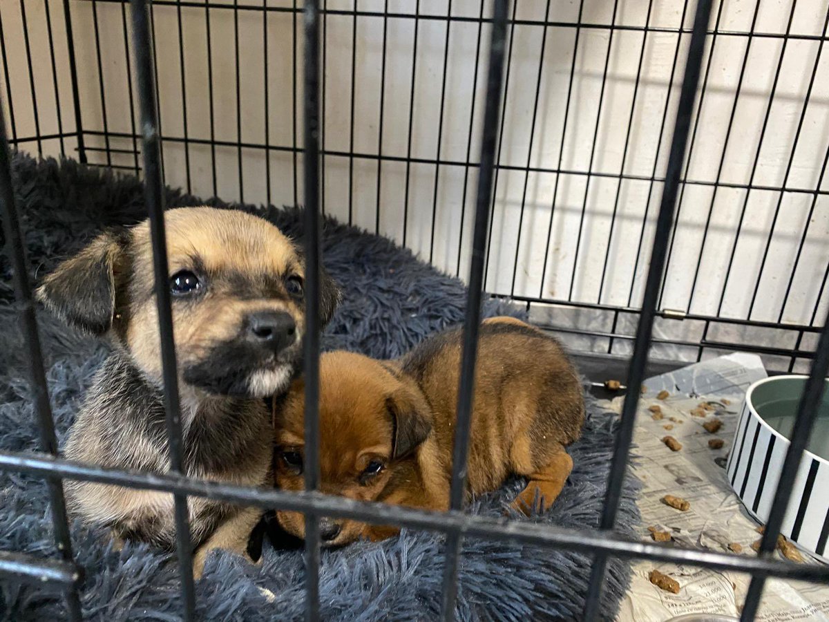 Pet Mondo Serbia tweet media