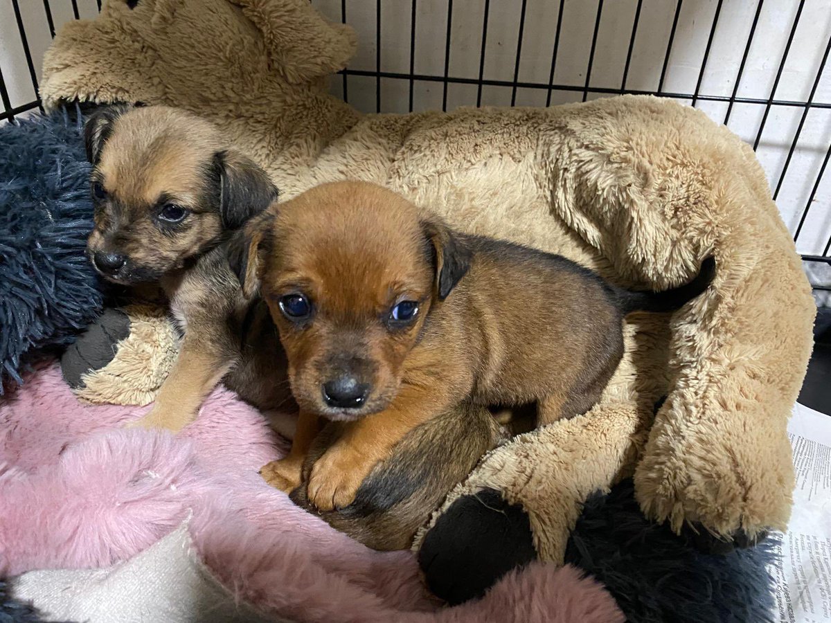 Pet Mondo Serbia tweet media