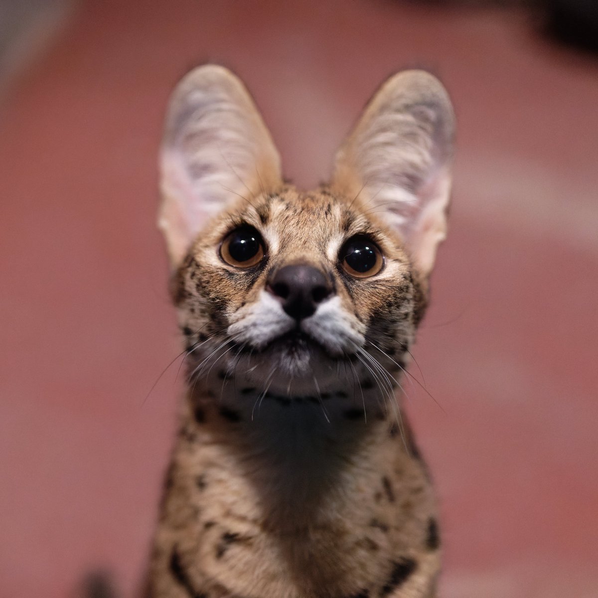 空白寺 tweet media