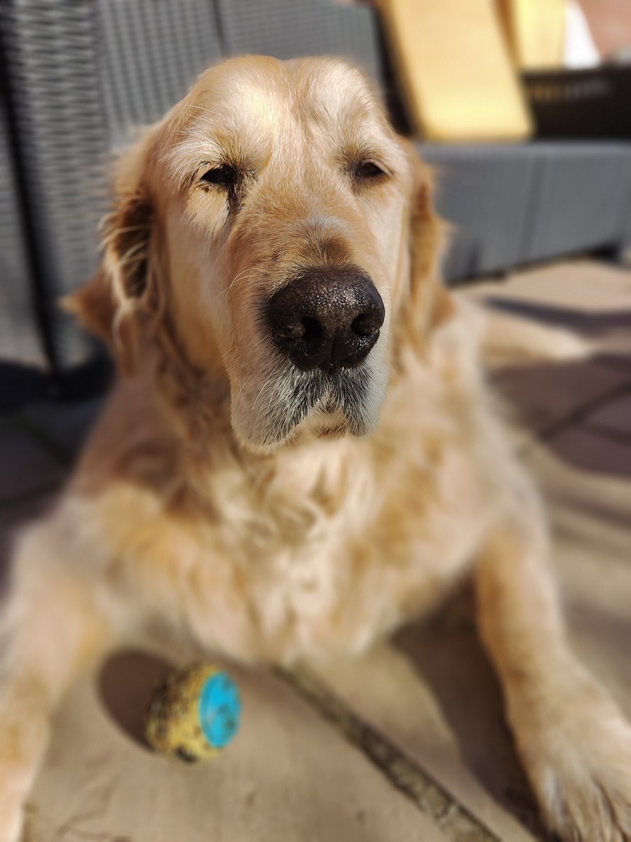 Wilf and Ernie 🐶🐶💕💕 tweet media