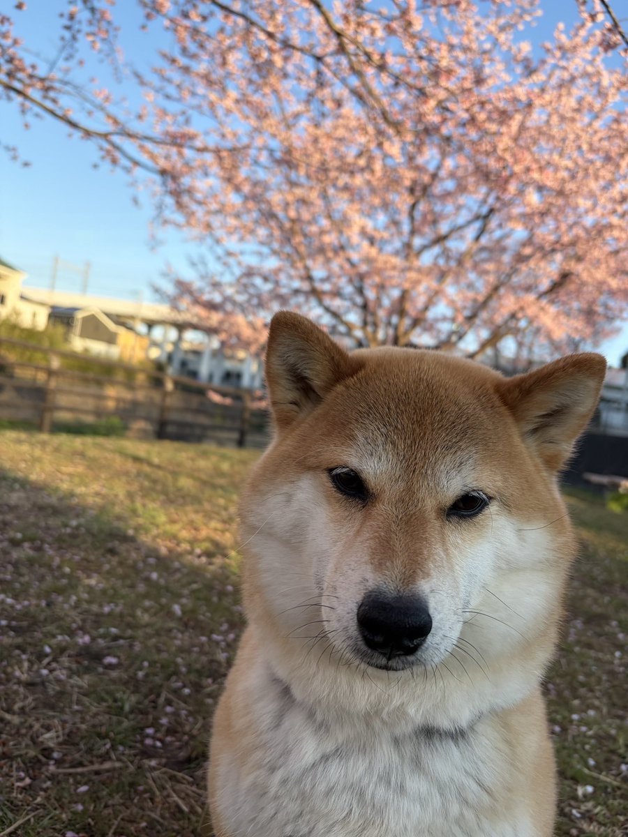 try_rebirth's tweet photo. こんばんみ
＃柴犬
＃三毛猫 https://t.co/kfk1huYAFt