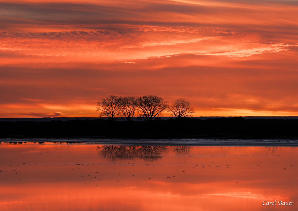 Carol Bauer tweet media