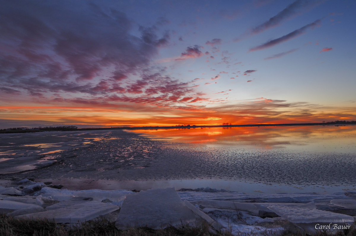 Carol Bauer tweet media