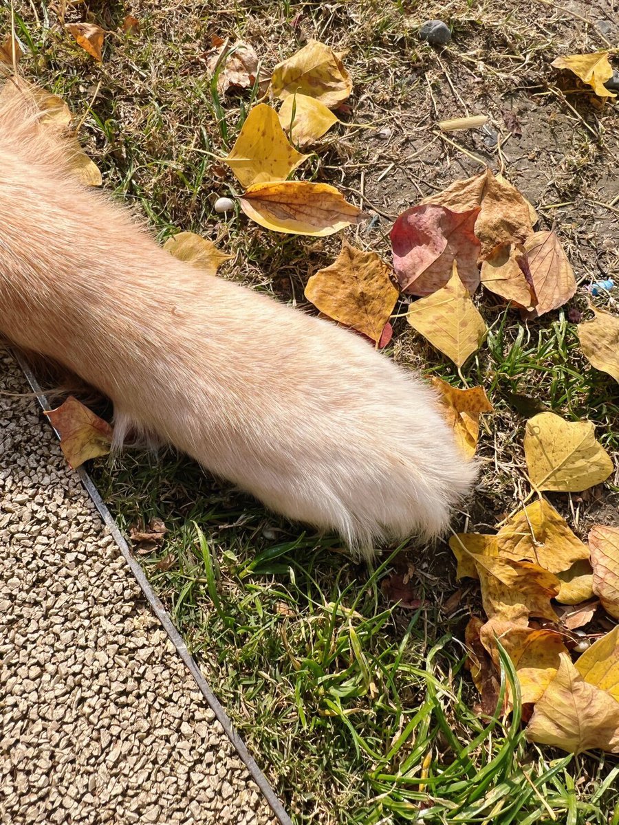 caroline dickson tweet media