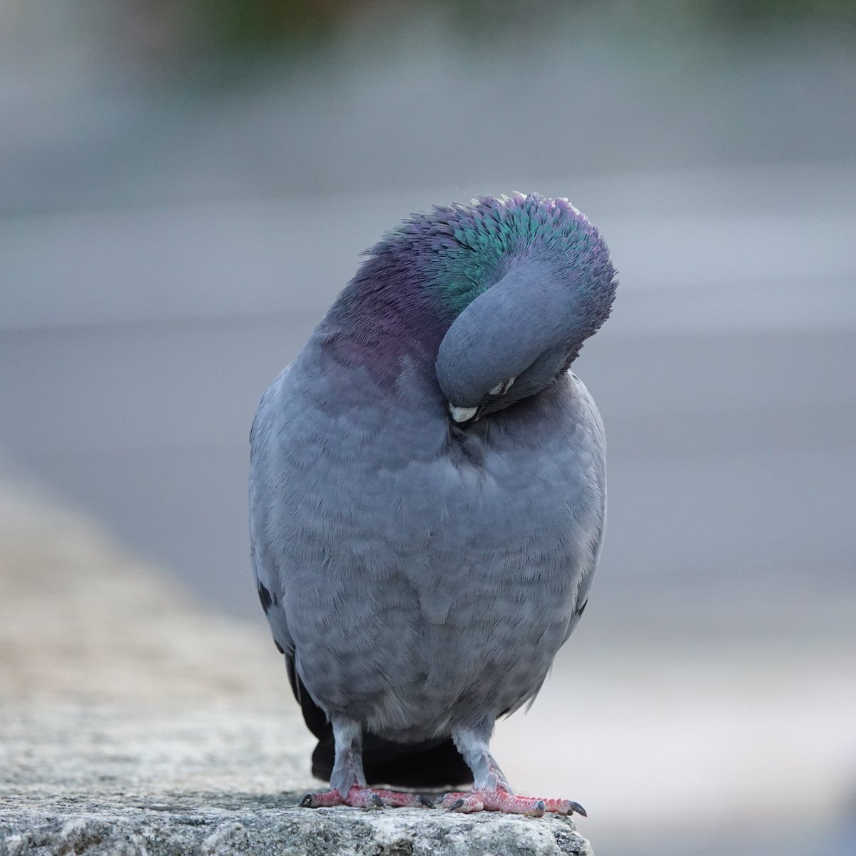 琉球鳩人 tweet media