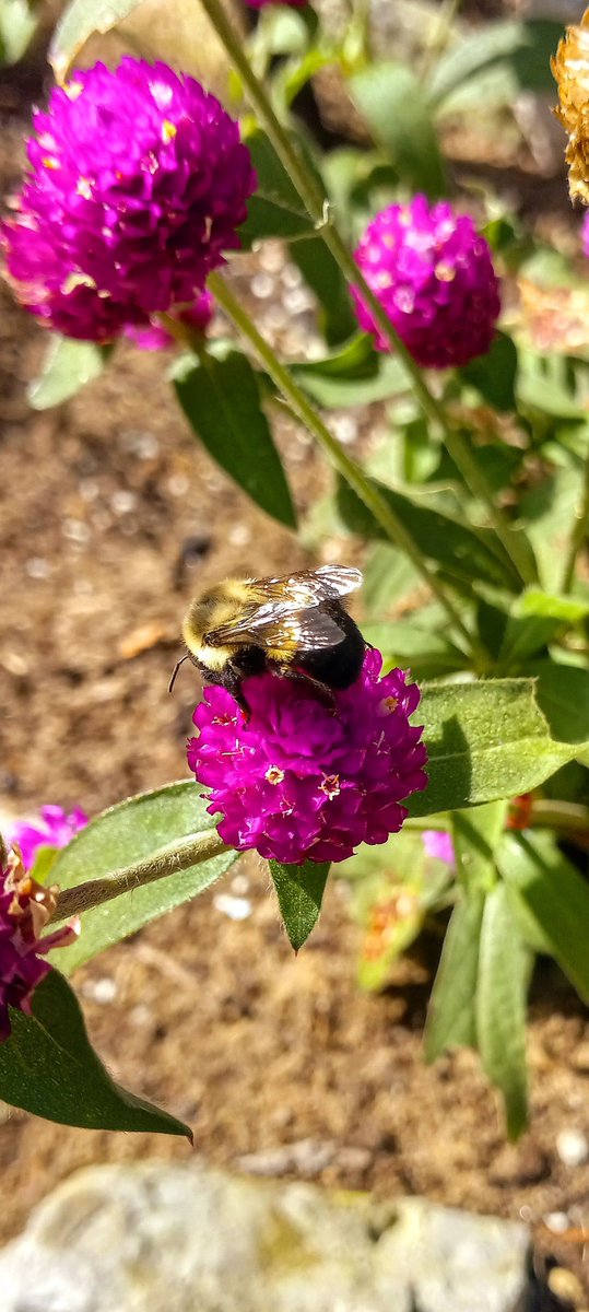 Bill Blake tweet media