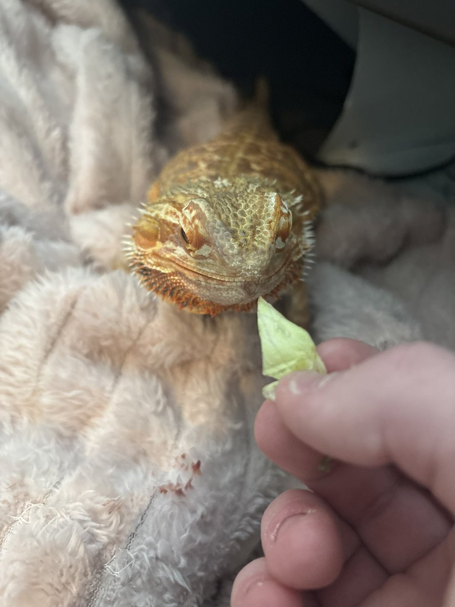 🧹≛ ✦ CC ✧ ⍣ 🌌 tweet media