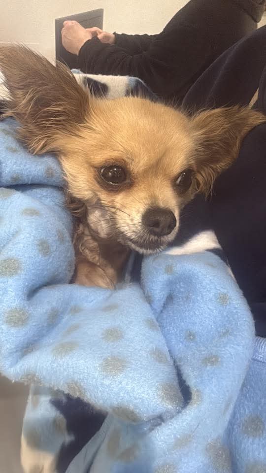 Missing Pets GB tweet media