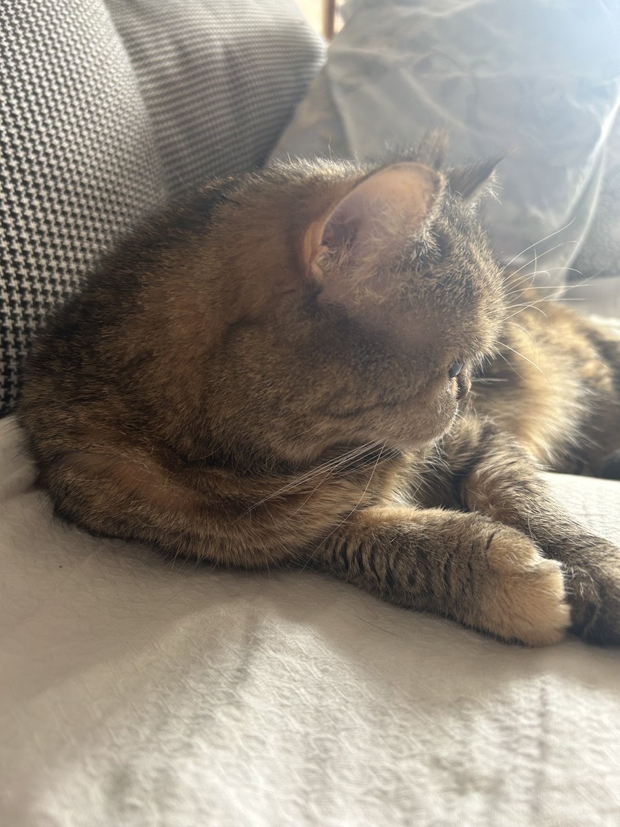 ねこぅさあずきなこ tweet media