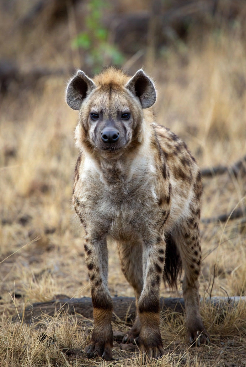 光のヤマト tweet media