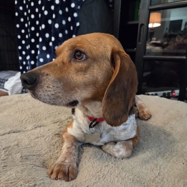 TriBeagles tweet media