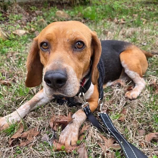 TriBeagles tweet media