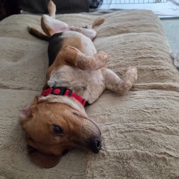 TriBeagles tweet media