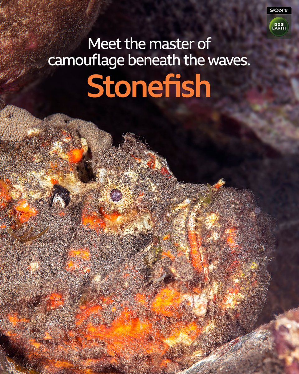 Sony BBC Earth tweet media