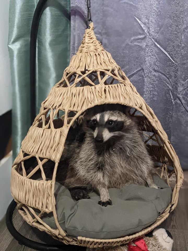 Raccoons Hourly tweet media