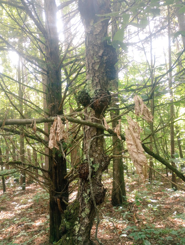 Farm Boy tweet media