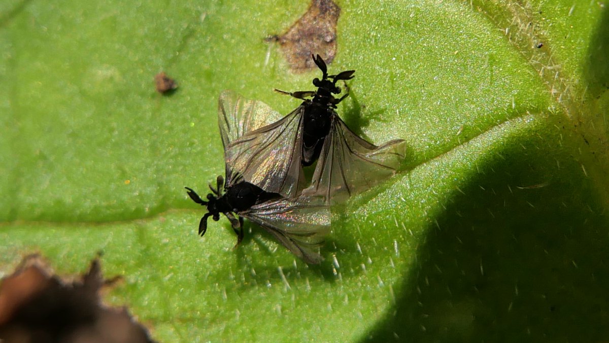 Simon Knott tweet media