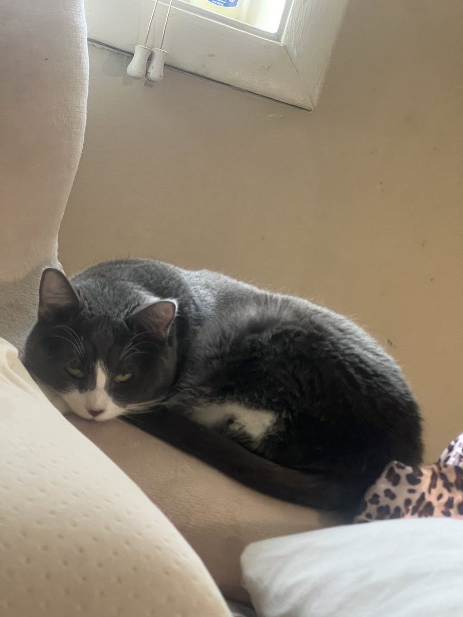 not a bot tweet media