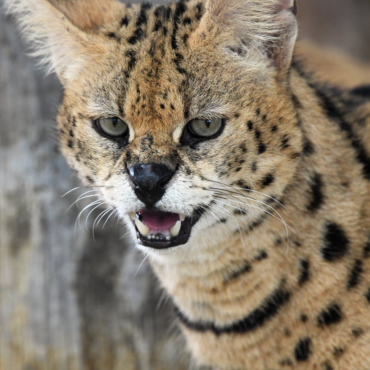 空白寺 tweet media