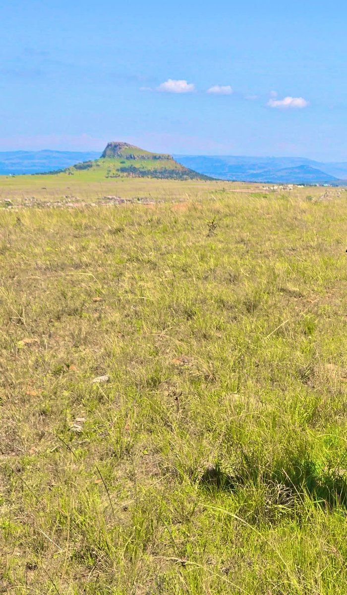 Siboniso KaMabaso tweet media